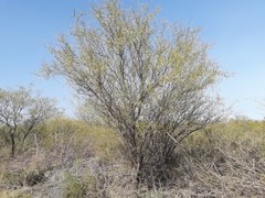Prosopis pugionata