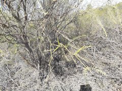 Prosopis pugionata