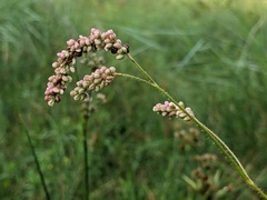Persicaria careyi