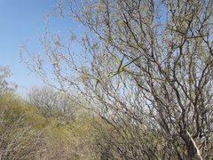 Prosopis pugionata