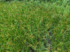 Rhynchospora macrostachya