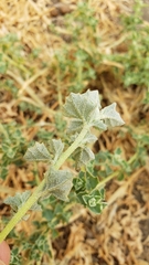 Atriplex suberecta