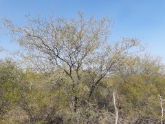 Prosopis pugionata