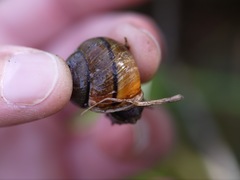 Helminthoglypta mailliardi
