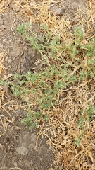 Atriplex suberecta