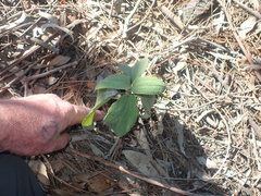 Cistus symphytifolius