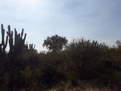 Aspidosperma quebracho-blanco