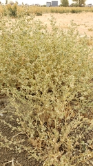 Atriplex argentea expansa