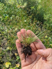 Eleocharis microcarpa