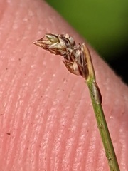Eleocharis microcarpa