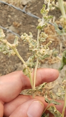 Atriplex argentea expansa
