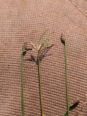 Eleocharis microcarpa