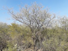 Prosopis pugionata