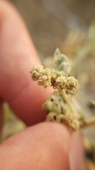 Atriplex argentea expansa