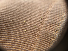 Eleocharis microcarpa