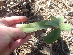 Cistus symphytifolius