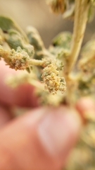 Atriplex argentea expansa