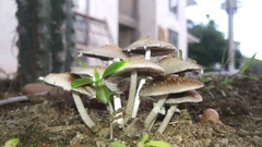 Candolleomyces tuberculatus