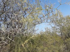 Prosopis pugionata