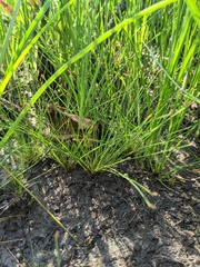 Eleocharis microcarpa