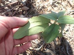 Cistus symphytifolius