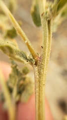 Atriplex argentea expansa