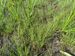 Eleocharis microcarpa