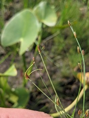 Eleocharis microcarpa