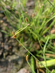 Eleocharis microcarpa