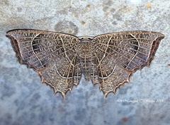 Epiplema reticulata