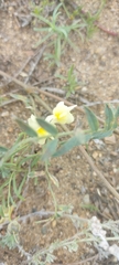 Linaria buriatica