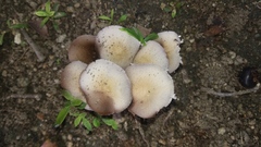 Candolleomyces tuberculatus