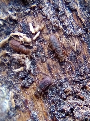 Aralius wollastoni