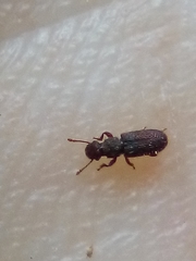 Aralius wollastoni