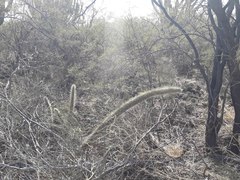 Cleistocactus baumannii