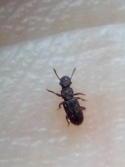 Aralius wollastoni