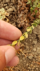 Puccinia cressae