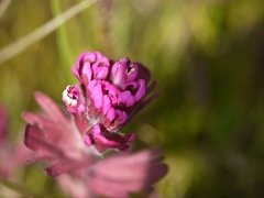 Castilleja ambigua humboldtiensis