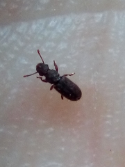 Aralius wollastoni