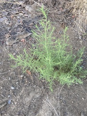 Dittrichia graveolens