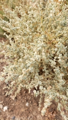 Atriplex argentea expansa