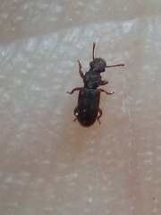 Aralius wollastoni
