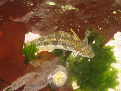 Clinus superciliosus