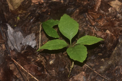 Asclepias quadrifolia