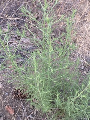 Dittrichia graveolens