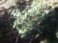 Cistus symphytifolius
