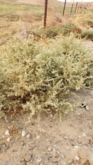 Atriplex argentea expansa