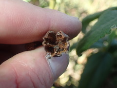 Cistus symphytifolius