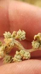 Atriplex argentea expansa