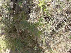 Clematis montevidensis